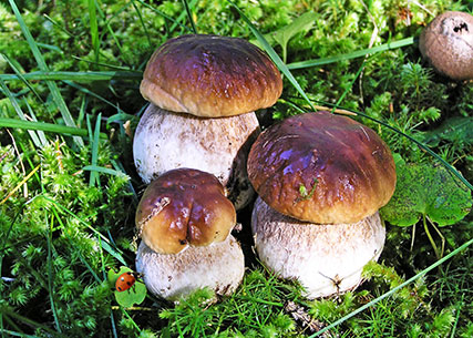 agriturismo coccinella - menu funghi