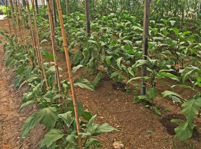 Agriturismo Coccinella Orto 3