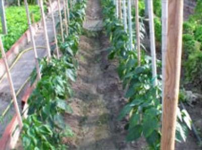 Agriturismo Coccinella Orto 4