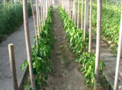 Agriturismo Coccinella Orto 5