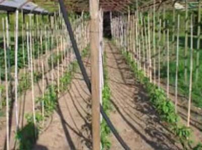 Agriturismo Coccinella Orto 6