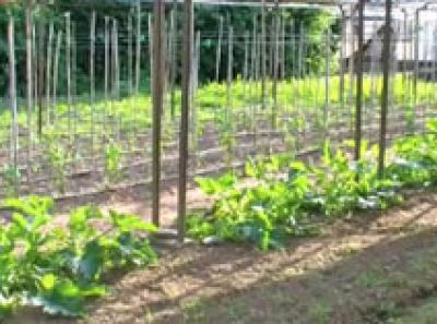 Agriturismo Coccinella Orto 7