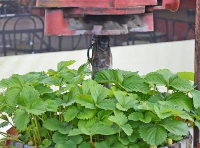 Agriturismo Coccinella Il Giardino 1